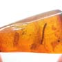 Rare Millipede In Dominican Amber