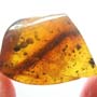 Rare Millipede In Dominican Amber