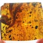 Rare Millipede In Dominican Amber