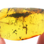 Rare Millipede In Dominican Amber