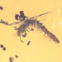 Rare Millipede In Dominican Amber