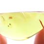 Rare Millipede In Dominican Amber