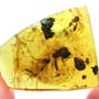 Rare Millipede In Dominican Amber