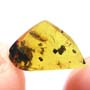 Rare Millipede In Dominican Amber