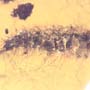 Rare Millipede In Dominican Amber