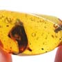 Rare Millipede In Dominican Amber