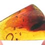 Rare Millipede In Dominican Amber