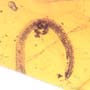 Rare Millipede In Dominican Amber