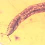 Rare Millipede In Dominican Amber