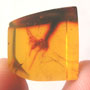 Rare Mosquito In Dominican Amber.
