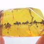 Rare Mosquito In Dominican Amber.
