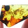 Rare Mosquito In Dominican Amber.