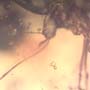 Rare Mosquito In Dominican Amber