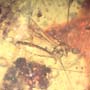 Rare Mosquito In Dominican Amber