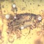 Rare Mosquito In Dominican Amber