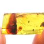 Rare Mosquito In Dominican Amber.