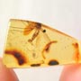 Rare Mosquito With Bubble On Its Abdomen And Turd In Dominican Amber.