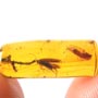Rare Awesome Field Of Bubbles And Scelionid Wasp In Dominican Amber.