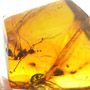 Rare Moth Fly With Six Nematode Riding On It In Dominican Amber