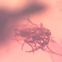 Rare Moth Fly With Six Nematode Riding On It In Dominican Amber