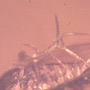 Rare Moth Fly With Six Nematode Riding On It In Dominican Amber