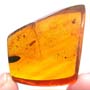 Rare Moth With Five Eggs In Dominican Amber
