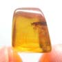 Rare Moth With Five Eggs In Dominican Amber.