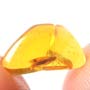 Rare Moth With Eggs In Dominican Amber.