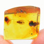 Rare Moth With Elongate Springtail On Its Wing In Dominican Amber.