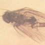 Rare Moth With Elongate Springtail On Its Wing In Dominican Amber.