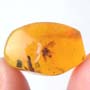 Rare Moth With Mite Clinging On Its Leg In Dominican Amber