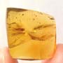 Rare Moth With 8 Eggs In Dominican Amber.