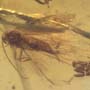 Rare Moth With 8 Eggs In Dominican Amber.