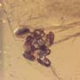 Rare Moth With 8 Eggs In Dominican Amber.
