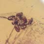 Rare Moth With 8 Eggs In Dominican Amber.