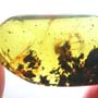 Rare Mushroom In Dominican Amber