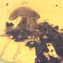 Rare Mushroom In Dominican Amber