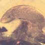 Rare Mushroom In Dominican Amber