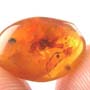 Rare Partial Parts Of Praying Mantis And Beetle In Dominican Amber.