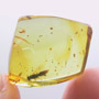 Rare Polyxenid Millipede, Spider And  Wasp In Dominican Amber