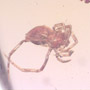 Rare Polyxenid Millipede, Spider And  Wasp In Dominican Amber
