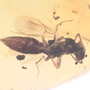 Rare Polyxenid Millipede, Spider And  Wasp In Dominican Amber