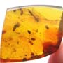 Rare Polyxenid Millipede And Mite In Dominican Amber