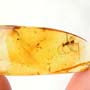 Rare Possible Baby Tick And Male Ant In Dominican Amber