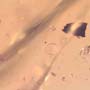 Rare Possible Baby Tick And Male Ant In Dominican Amber