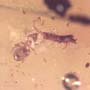 Rare Possible Baby Tick And Male Ant In Dominican Amber