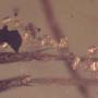Rare Possible Baby Tick And Male Ant In Dominican Amber