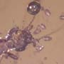 Rare Possible Baby Tick And Male Ant In Dominican Amber
