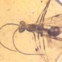 Rare Possible Baby Tick And Male Ant In Dominican Amber