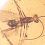 Rare Possible Baby Tick And Male Ant In Dominican Amber